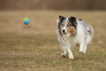 sheltie ballspiel
