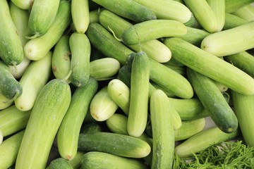 Fresh cucumbers for cooking in the market