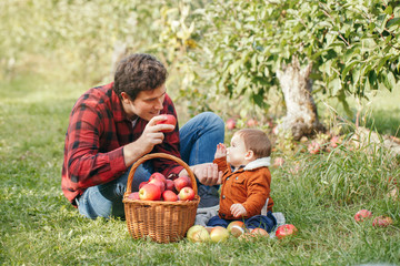 Happy father with baby boy on farm picking apples in wicker basket. Gathering of autumn fall...