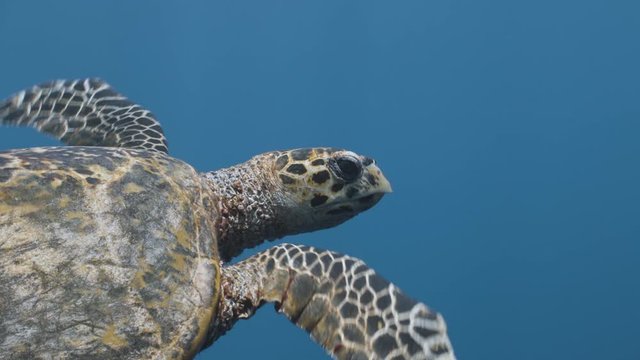 Hawksbill turtle swims in tropical blue water (part of sequence)