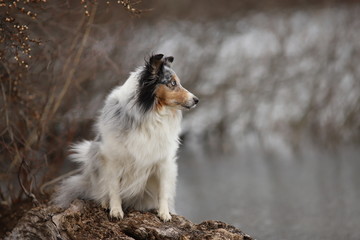 Sheltie