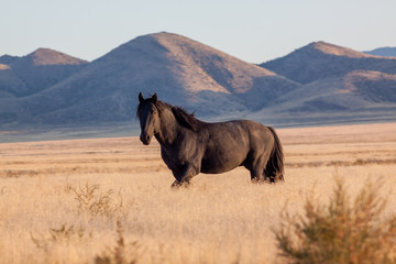 Wild Horse in the Utah Desert in Fall