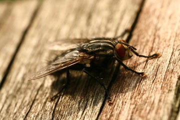Fliege