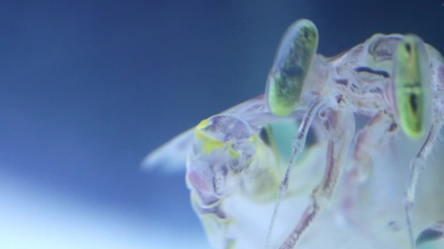 Mantis Shrimp or Squilla empusa green eyes close-up. Squilla empusa  is a species of mantis shrimp found in coastal areas of the western Atlantic Ocean.
