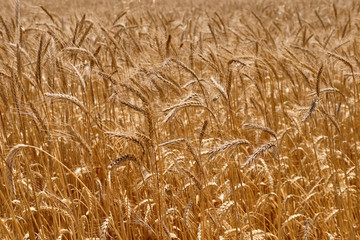 Close-up shot of a yellow ripe wheat field in a rural countryside. Landscape with golden spikelets. Summer harvest. Agricultural business concept.