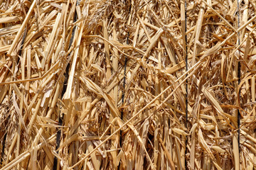 Close-up shot of a yellow haystack in a rural countryside. Landscape with golden spikelets. Summer harvest. Agricultural business concept.