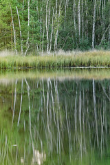 Birkenwald im Nationalpark Maasduinen, Niederlande