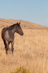 Naklejka na ściany i meble Wild Horse in the Utah Desert in Fall