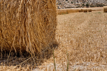 Half harvested ripe wheat field with haystacks in rural countryside. Landscape with golden spikelets. Summer harvest. Agricultural business concept.