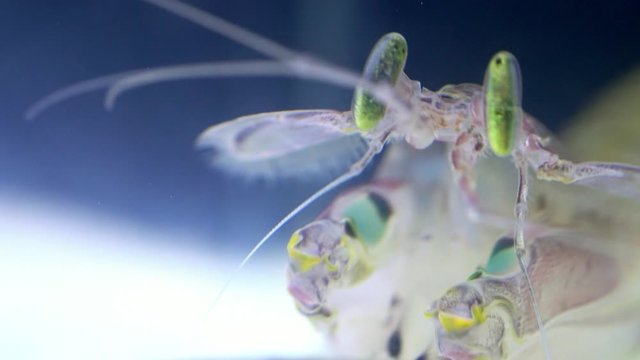 Mantis Shrimp or Squilla empusa green eyes close-up. Squilla empusa  is a species of mantis shrimp found in coastal areas of the western Atlantic Ocean.