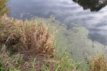dry grass on the river side, duckweed  and blue sky reflecting in the water