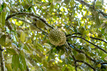 Durian tree, Fresh durian fruit on tree, Durians are the king of fruits, Tropical of asian fruit.
