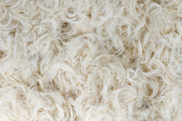 White goose feathers and fluff from pillows texture