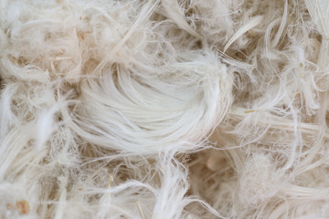 White goose feathers and fluff from pillows texture