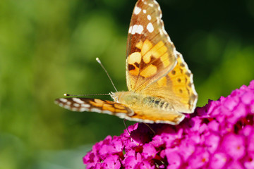 Ein Distelfalter sitzt auf einer lila Blume Blüte mit offenen Flügeln in der Sonne im Sommer Cynthia cardui
