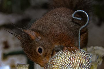 Squirrel nibbles at bird food in winter near by the house. close up