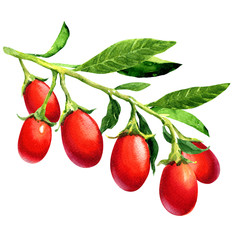 Branch of ripe goji berries with leaves, isolated, hand drawn watercolor illustration on white background