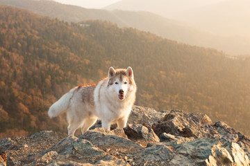 Happy and free dog breed siberian husky standing on the hill on the mountains background in autumn at sunset © Anastasiia