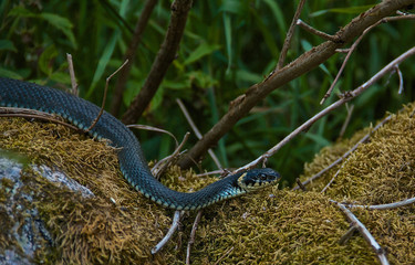 natrix natrix, snake snakes its way through the moss