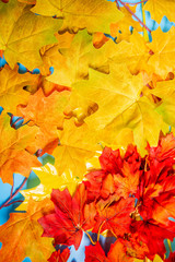 Naklejka na ściany i meble colored autumn leaves on a blue background
