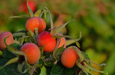 Hagebutten