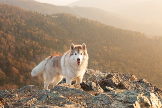 Happy and free dog breed siberian husky standing on the hill on the mountains background in autumn at sunset