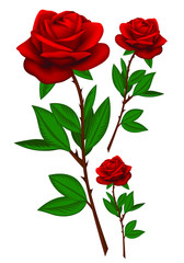 Realistic red roses isolated on white.