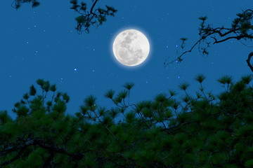 Fototapeta na wymiar Full moon with starry over pine branches . Romantic night.