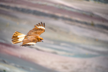 Juvenile Mountain Caracara birds on Vinicunca 'Rainbow Mountain'. Cusco, Peru