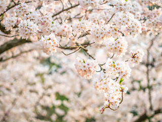 Cherry blossom season. Sakura flower blooming with blurry background.