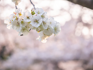 Cherry blossom season. closeup of sakura flower blooming bunch with blurry bokeh background.