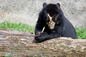 Andean speckled bear eating, playing on log and wooden platform. TREMARCTOS ORNATUS on sunny day