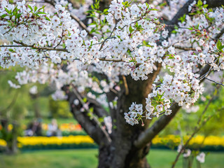 Cherry blossom season. Closeup of white sakura flower blooming with blurry people in the park or garden background.