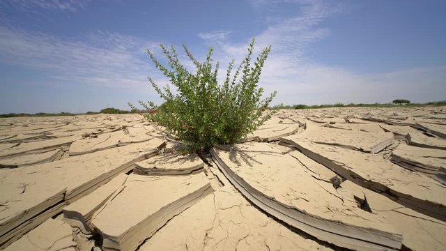 Resistant plant in a dried earth in a desert in Peru, South America