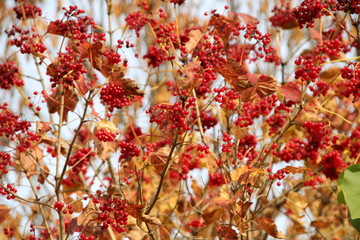Ripe red viburnum berries on tree branches in the garden with blue sky background