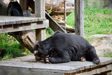 Andean speckled bear eating, playing on log and wooden platform. TREMARCTOS ORNATUS on sunny day