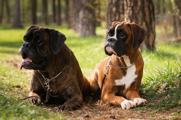 Two dogs of breed German boxer
