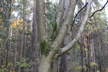 Rowan tree trunk with branches and green moss close up  in the forest