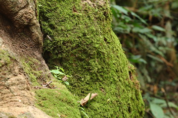 green moss stuck and growing on tree in forest, Thailand
