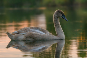 young swan at the gravel pit lake