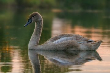 young swan at the gravel pit lake