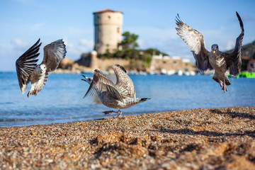 birds in flight