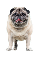 pug on white background