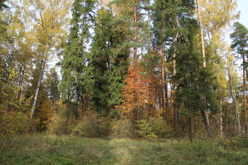 Bright colorful forest in autumn with blue sky and sun ray