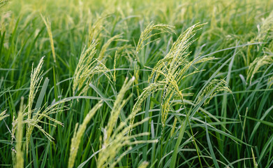 Green paddy rice field in the middle day. Rice tree with leafs.