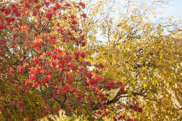 Bush of ripe Rowan in the fall.