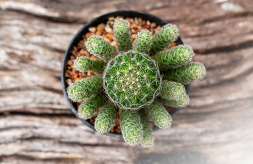 cactus in pot