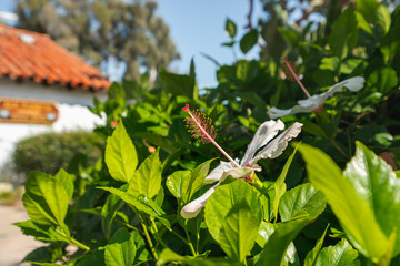 Native white hibiscus in bloom n the garden
