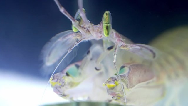 Mantis Shrimp or Squilla empusa green eyes close-up. Squilla empusa  is a species of mantis shrimp found in coastal areas of the western Atlantic Ocean.