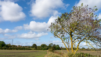 Fototapeta premium A lone windswept tree located on a cultivated field situated on a working farm with a cloud filled blue sky in the background.